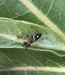 Phidippus audax