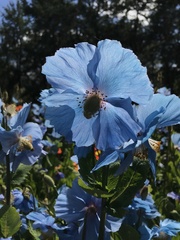 Meconopsis