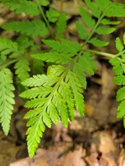 Botrypus virginianus