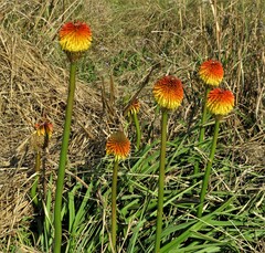 Kniphofia uvaria