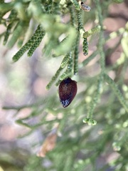 Walshomyia juniperina