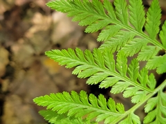 Botrypus virginianus