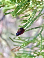 Walshomyia juniperina