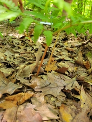 Botrypus virginianus