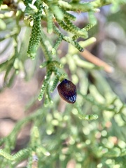 Walshomyia juniperina