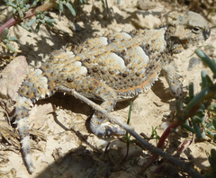 Phrynosoma platyrhinos