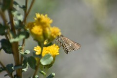 Panoquina errans