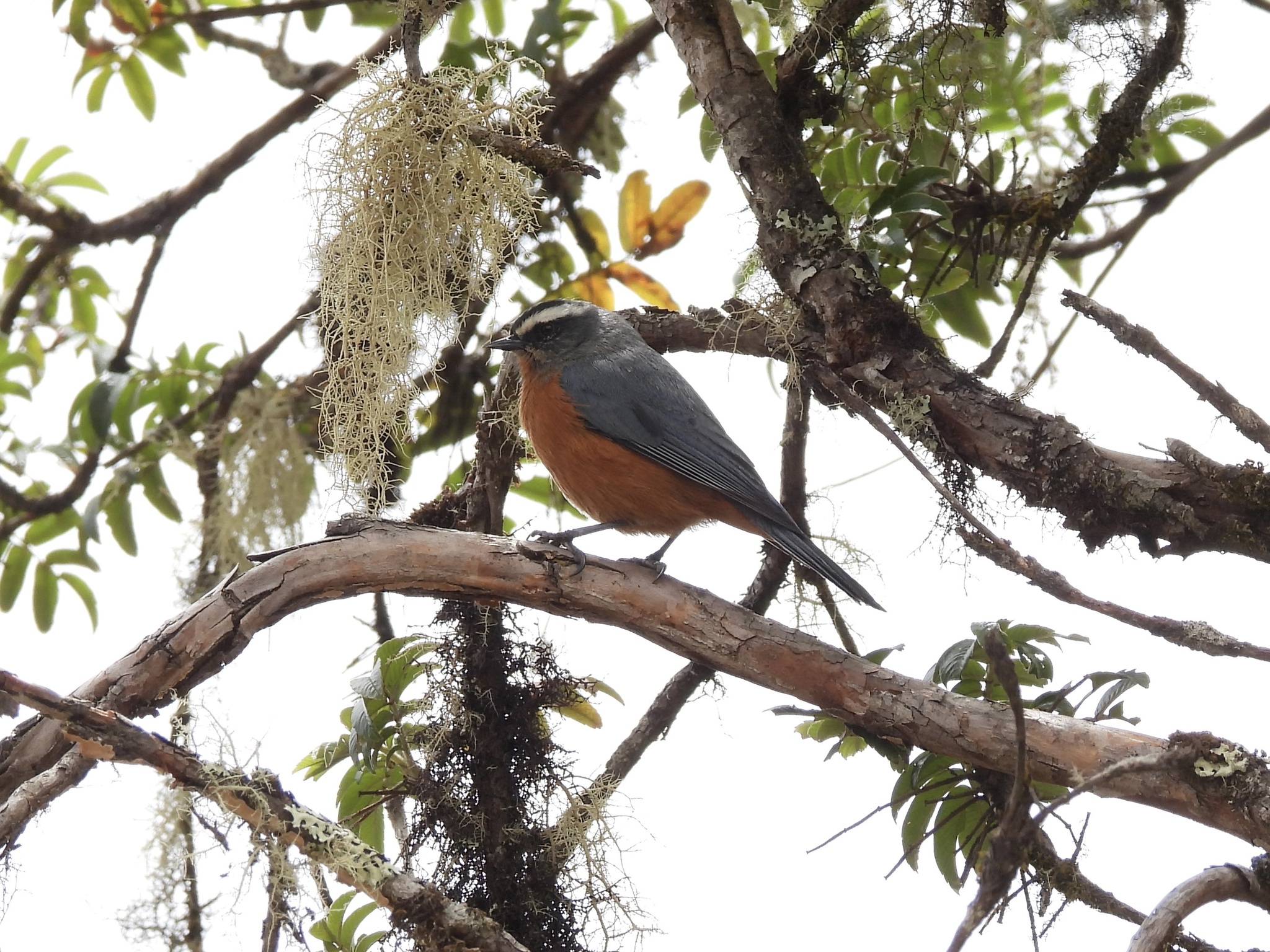 White-browed Conebill (Conirostrum ferrugineiventre), photo 4