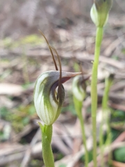 Pterostylis pedunculata