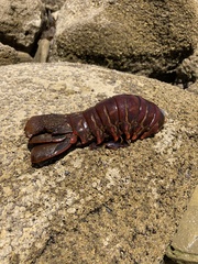 Panulirus interruptus