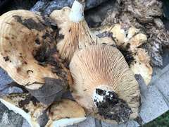 Lactarius psammicola