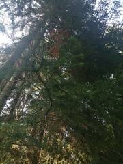 Abies sibirica