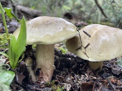 Tricholoma saponaceum