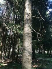 Abies sibirica