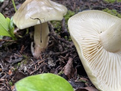 Tricholoma saponaceum