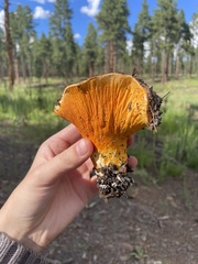 Hypomyces lactifluorum