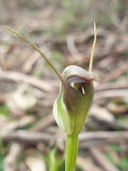 Pterostylis pedunculata