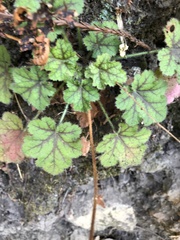 Heuchera