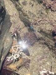 Strongylocentrotus purpuratus