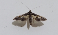 Hydriris
