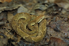 Bothrops atrox