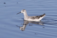 Phalaropus tricolor
