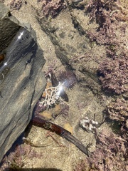 Strongylocentrotus purpuratus