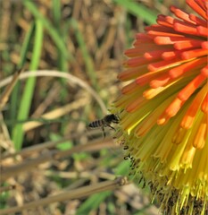 Apis mellifera scutellata