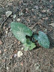 Petasites spurius
