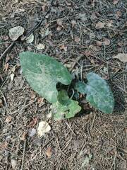 Petasites spurius