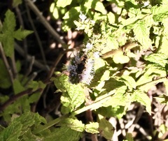 Eristalis arbustorum