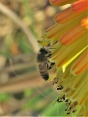Apis mellifera scutellata