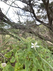 Oenothera lindheimeri