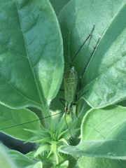 Oecanthus nigricornis