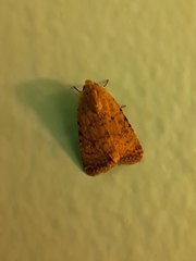 Caradrina clavipalpis