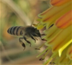 Apis mellifera scutellata
