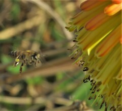 Apis mellifera scutellata