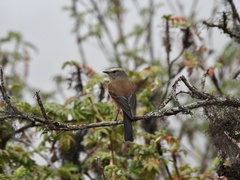Ochthoeca fumicolor