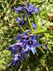 Gentiana asclepiadea