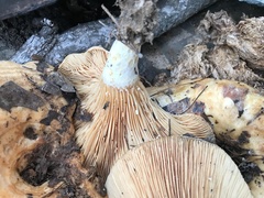 Lactarius psammicola