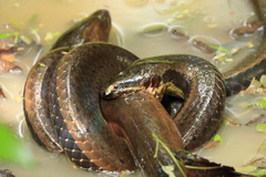 Pseudoeryx plicatilis