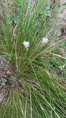 Eriophorum vaginatum