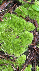 Leucobryum glaucum
