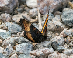 Aglais milberti