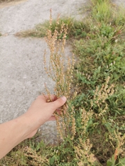 Rumex thyrsiflorus