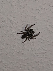 Eris militaris