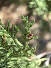 Walshomyia juniperina