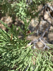 Walshomyia juniperina