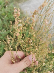 Rumex thyrsiflorus