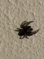 Eris militaris